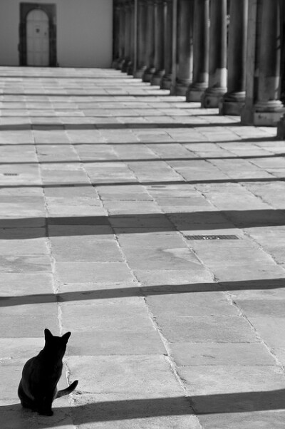 College cat, Trinity College, Cambridge