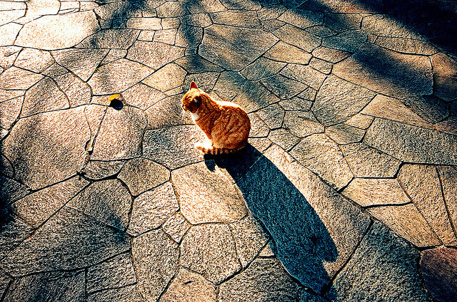 cat Leica Ⅲf Ricoh GR Lens 28mm/F2.8 Kodak Ektar 100 東京都豊島区上池袋