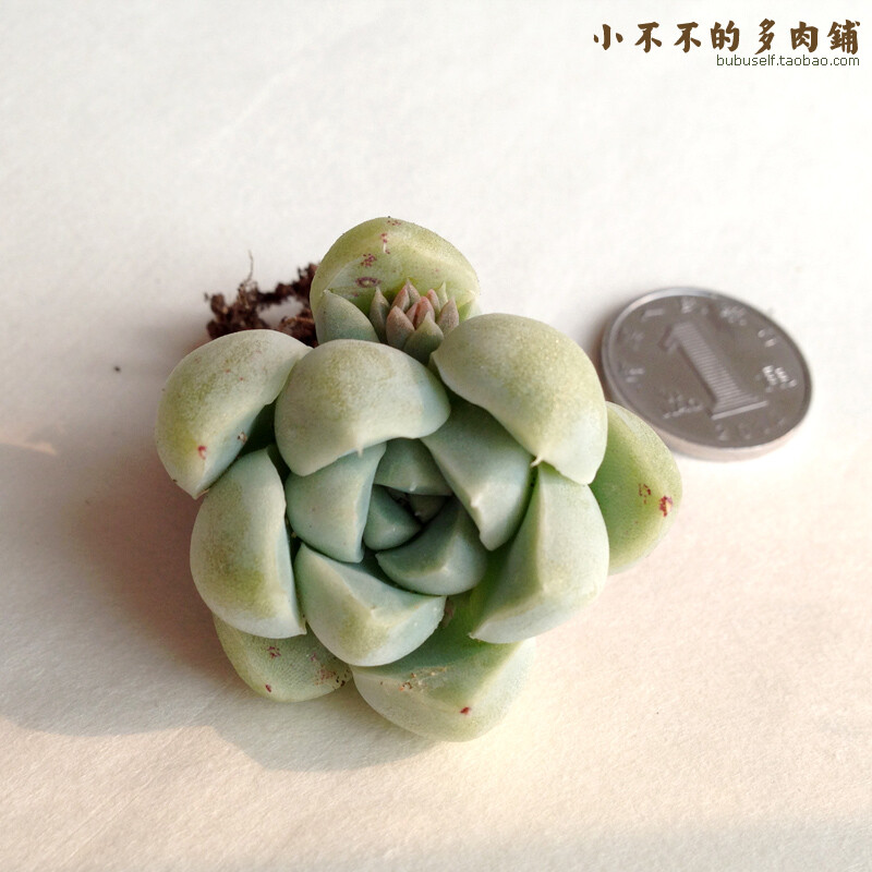 厚叶月影/月影之宵 [Echeveria hughmillus] 多肉植物 景天科