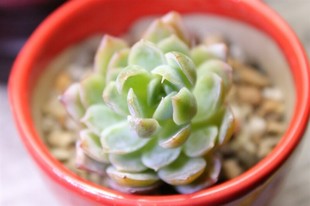 09Echeveria VIOLET QWEEN实物图【熊小雪】