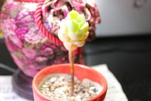 多肉，日本进口Echeveria 'MIDORIBOATN''【熊小雪】