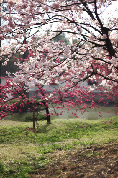 武汉的樱花，春风一吹便堆满枝头，细雨一来便急急散去，生死于朝夕间
