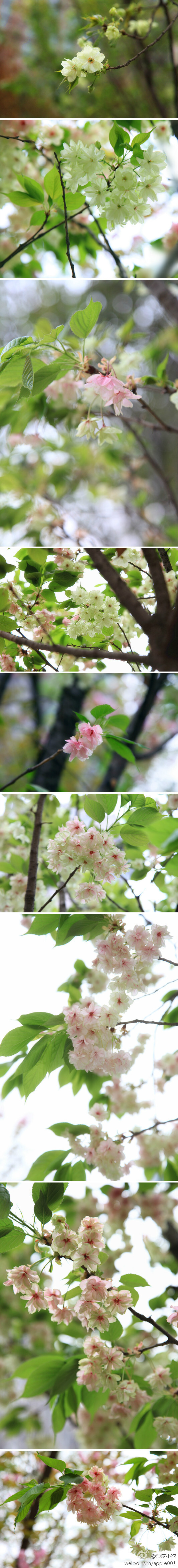 郁金刚开花时是绿色，慢慢会变成粉绿色，到谢前变成水粉色整朵掉下.喜欢樱花，因为樱花在短暂的生命中绽放得如此灿烂绚丽多彩，且终结在最灿烂炫目之时，漫天飞舞，随风而逝，决绝而壮美！卡洛儿;付娜-樱花