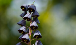 Fritillaria Persica。波斯贝母。