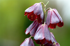 Fritillaria Persica。波斯贝母。