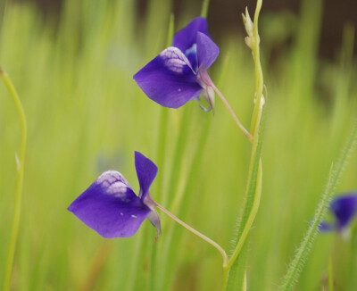 Utricularia reticulata。网纹狸藻。