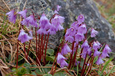 Soldanella alpina。高山圆币草。