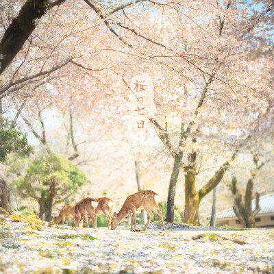 桜の七日