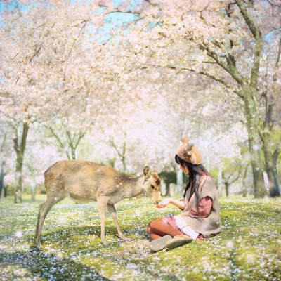 桜の七日