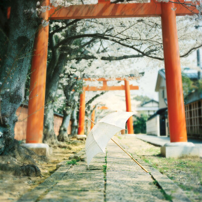 桜の七日