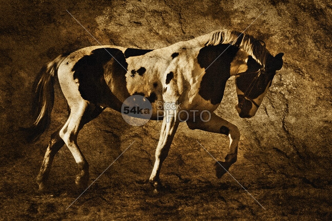 Beautiful Pinto Horse white trotting trot stallion powerfully power pony pinto nature muscular muscle monumental mare mane joy horses horse hair gallop energy brown beautiful 54ka StockPhoto