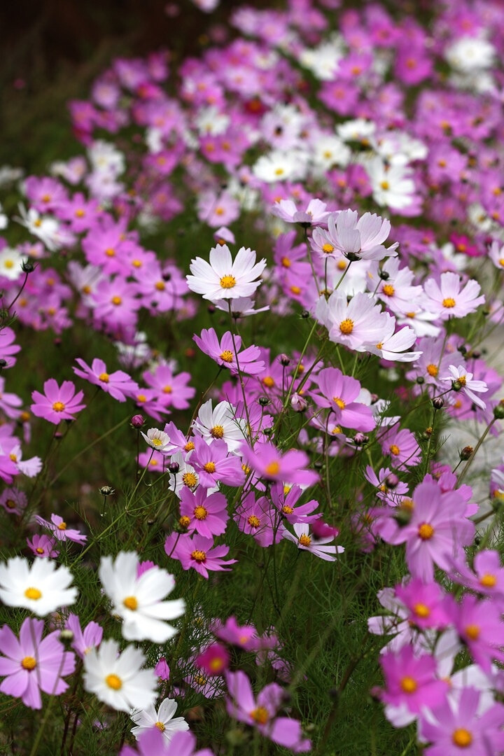 格桑花。美丽的格桑花