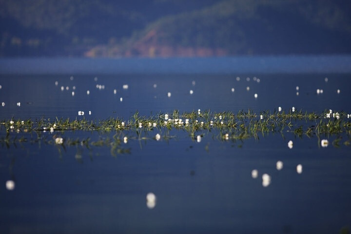 星星点点的海藻花