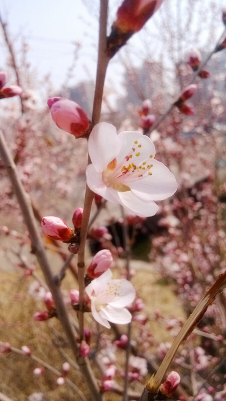 河畔上的桃花