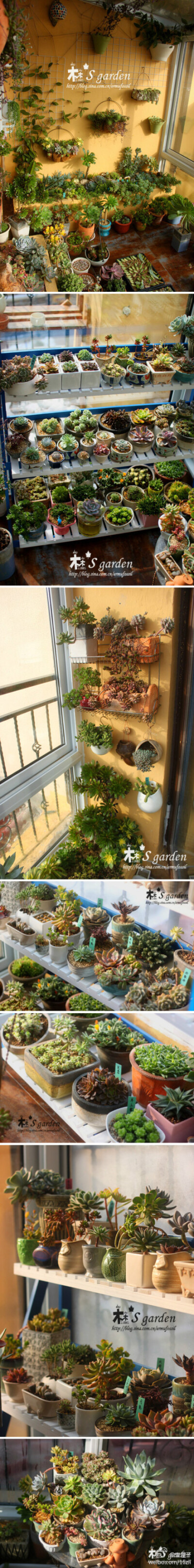 梦想的阳台一角……二木的花园-治愈系多肉可爱植物
