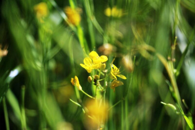 油菜花