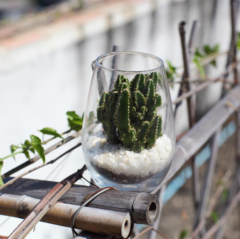 万重山 多肉植物