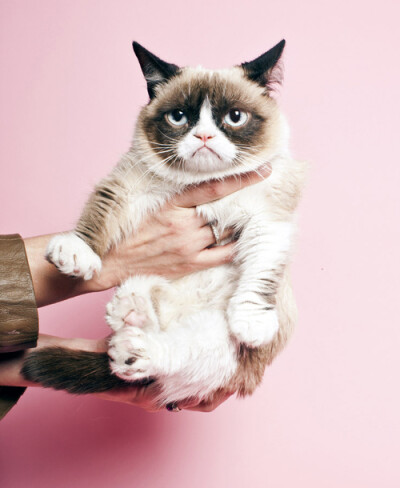 Grumpy cat gets a professional photo shoot at Time. 坏脾气的猫，你也想来一只吗