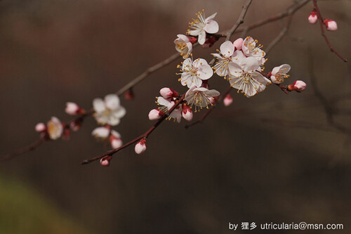 杏花开，疏落落地垂下一枝。