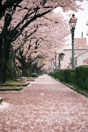 樱花街道