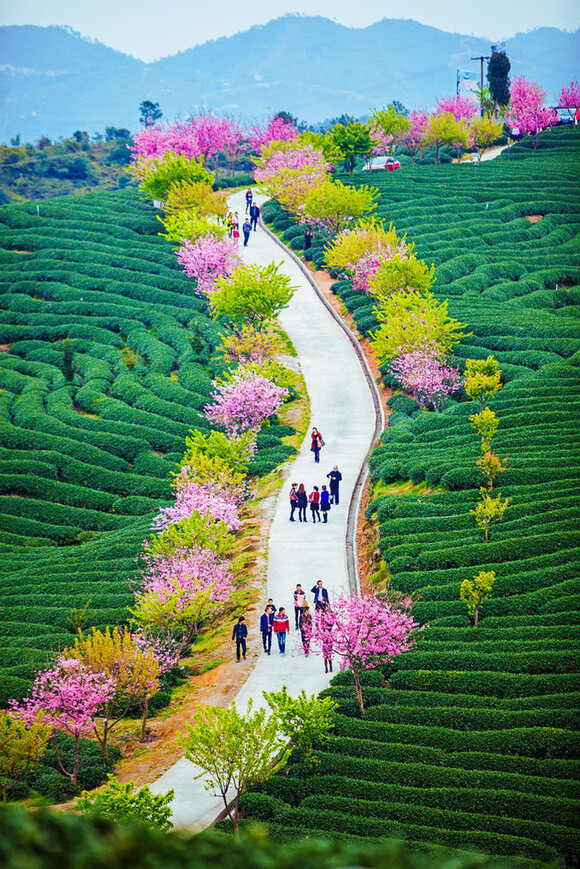 福建省龙岩市，漳平永福茶园樱花盛开~