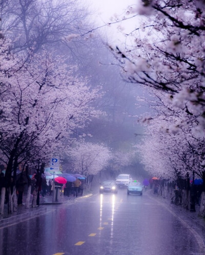  雨 雞鳴寺外大道