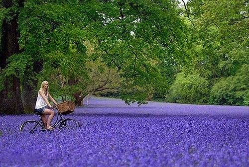  花海，