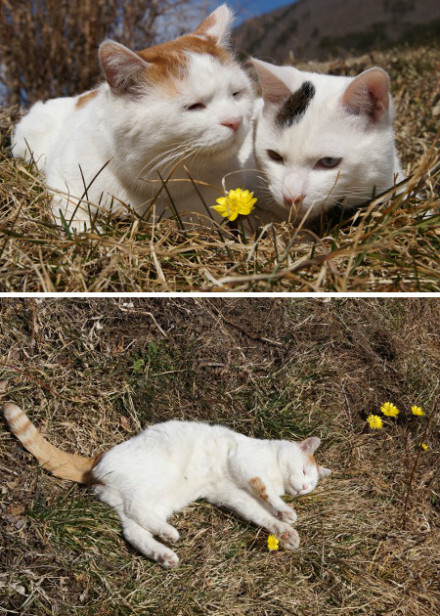 2013.03.25 福寿草&lt;植&gt;又名侧金盏花（AdonisamurensisRegeletRadde）有生物学特殊性和药物疗效，是一种很有希望开发价值的林下植物。（①边儿去，老纸才是最佳代言喵。②我叔拼了，全身心投入代言，且不幸ld。）[ 2013/03/25 05:00 ] 花と・・