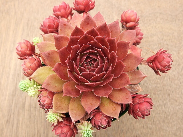 Sempervivum Rocknoll Rosette