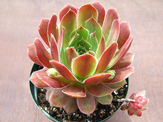 Sempervivum Round Robin