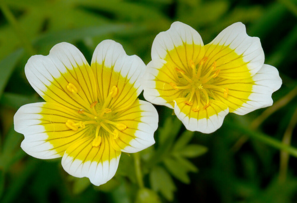 Limnanthes douglasii。荷包蛋花。