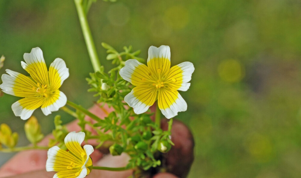 Limnanthes douglasii。荷包蛋花。