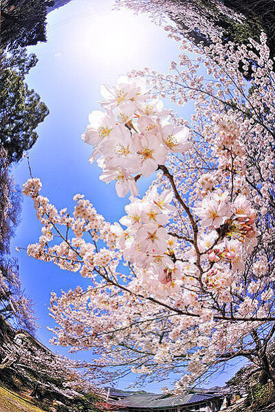 花 自然 唯美 风景 嘀咕图片