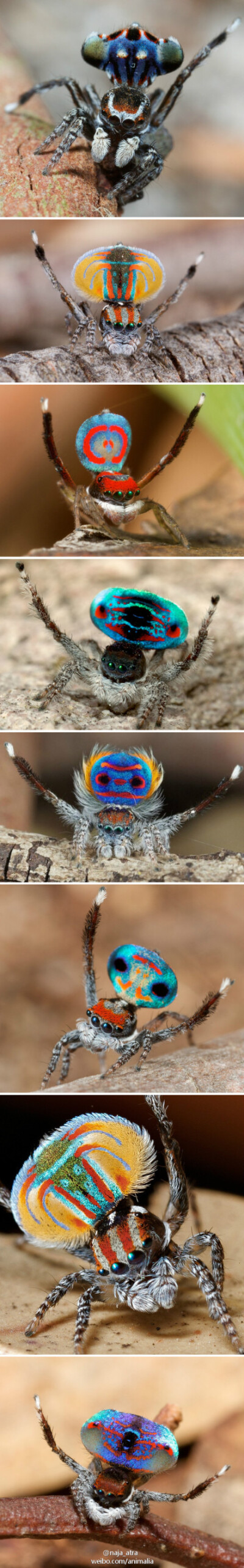 @naja_atra 澳大利亚孔雀跳蛛（Maratus sp）Australian peacock spider