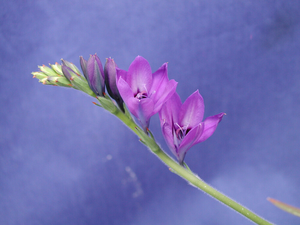 babianastricta狒狒花