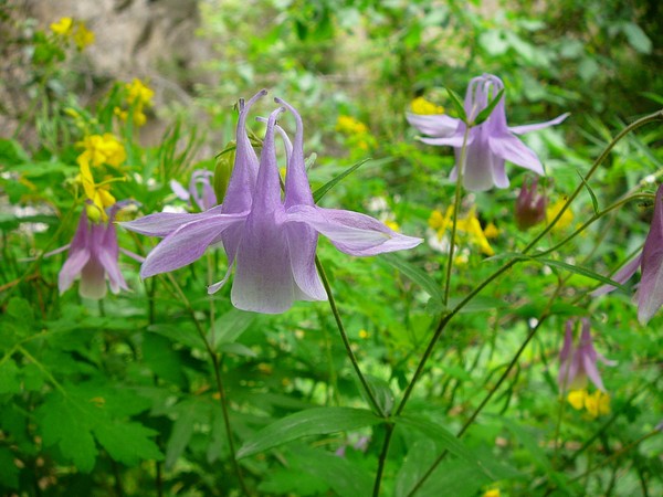 华北耧斗菜