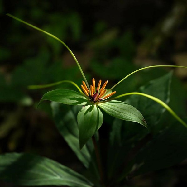 七叶一枝花