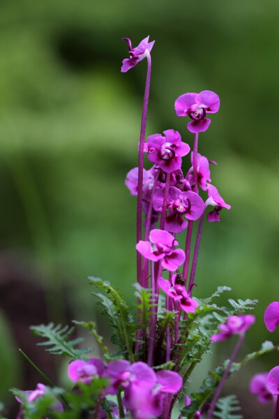 五齿管花马先蒿