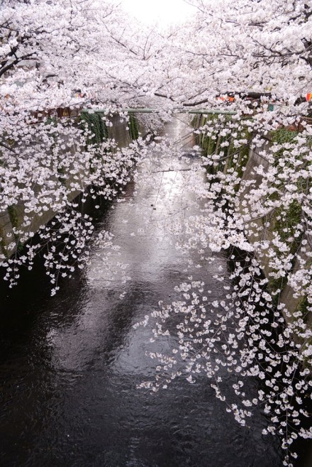 目黑川樱花