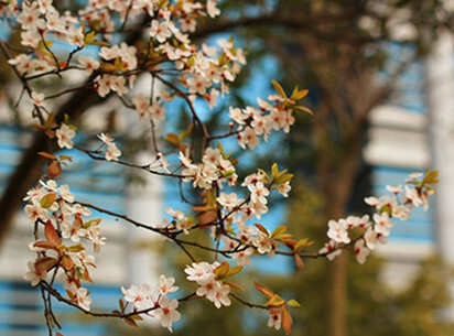 西南交通大学 花