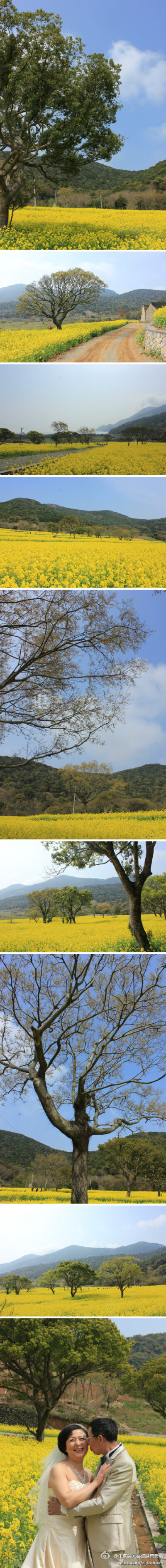 再不去大青山，就看不到这么成片的油菜花咯~