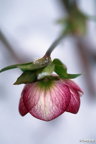 Helleborus x hybridus【铁筷子】