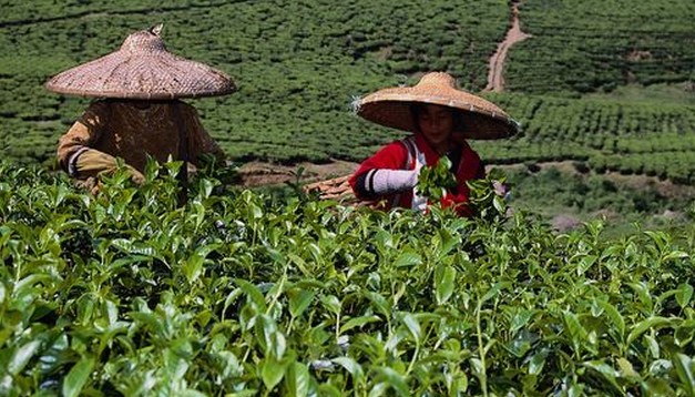 种花一般要先播种子或者要先植种苗，但现在仅需要一小叶片经过特殊处理后就能在两年内繁育成万朵鲜花，比传统鲜花种植要减少一年时间，种花成本更能减少70%左右。昨日，从市农业科技部门获悉：本市植物克隆技术已获得重大突破，以“组培”方式克隆出的几十种名贵花卉种苗，已开始覆盖京、津、冀、鲁、晋和东北地区，近百万盆通过克隆的包括名贵观赏植物“红掌”在内的几十种名贵种苗，今年底就可上市。xiong20130330