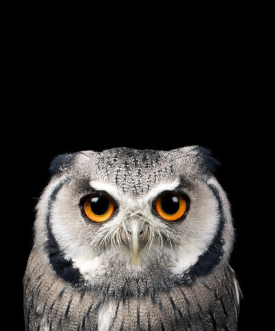 猫鹰 作者：Mark Bridger