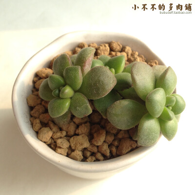 日月 [Aeoniu lindleyi] 多肉植物 景天科