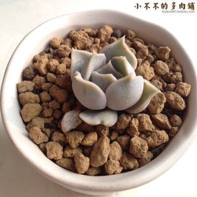 丽娜莲/希腊丽娜 [Echeveria lilacina] 多肉植物 景天科