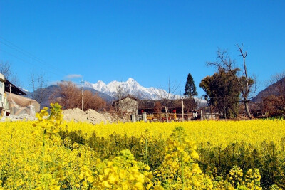 雪山，油菜花，古镇