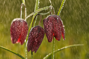 By Roeselien Raimond-Sunshower