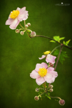 By Lars van de Goor-Sunday Flowers