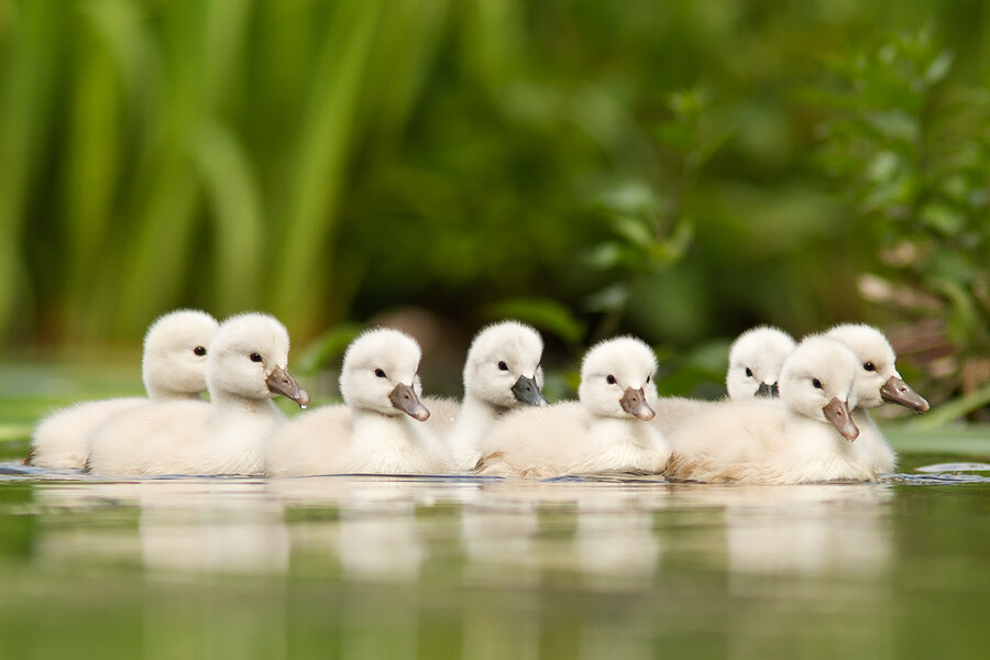 By Roeselien Raimond-'We are Family'